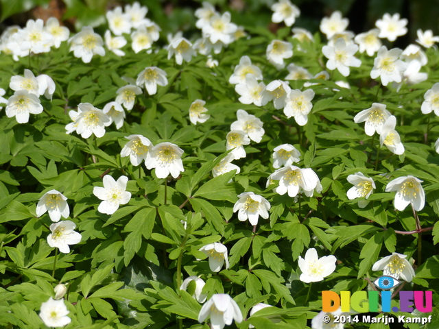 FZ004249 Wood anemone (Anemone nemorosa)flowers on bank